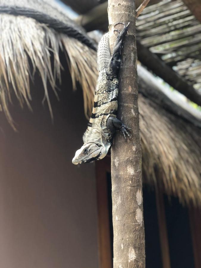 툴룸 Casa Nalum 빌라 외부 사진